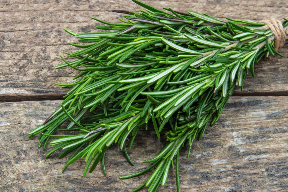 ثورة في عالم الذاكرة: عشبة سحرية تنهي الزهايمر والنسيان وتُشعل التركيز.. اكتشفها الآن!