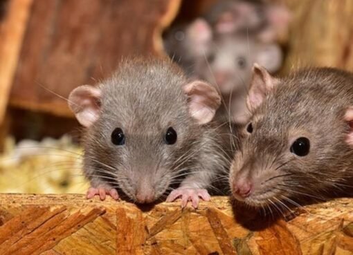 وداعًا للفئران: حل طبيعي وآمن لمكافحة القوارض في منزلك!