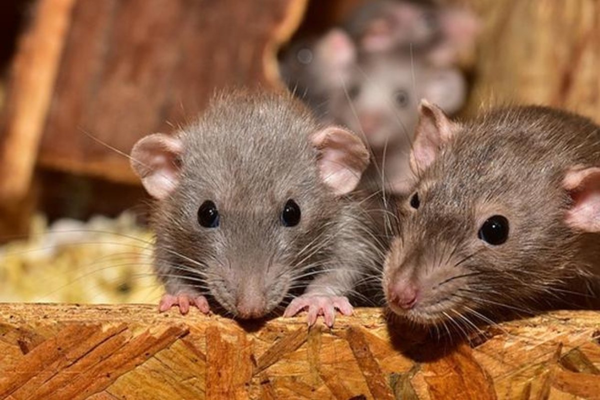 وداعًا للفئران: حل طبيعي وآمن لمكافحة القوارض في منزلك!