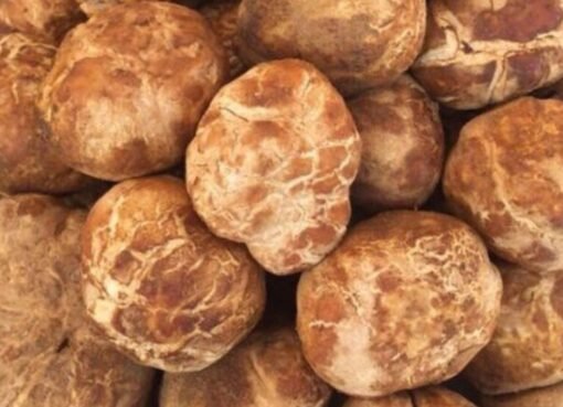 تحذير صارم: 100 ألف ريال غرامة فورية لكل مخالفة تتعلق بـ "الفقع" في السعودية!