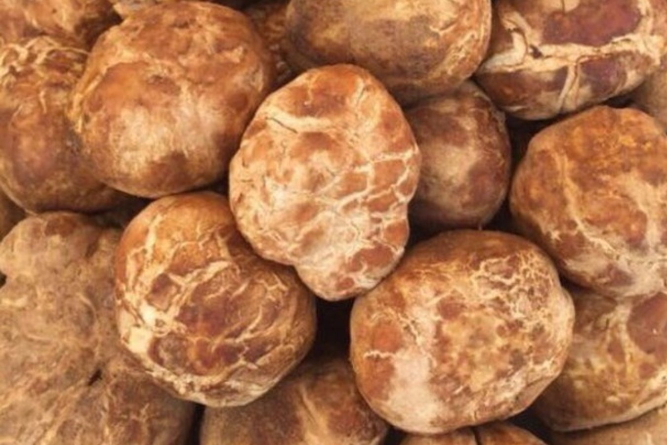 تحذير صارم: 100 ألف ريال غرامة فورية لكل مخالفة تتعلق بـ "الفقع" في السعودية!