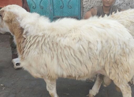 أسعار الأضاحي في عدن تحطم الأرقام القياسية.. هل يضحي المواطنون بالعيد أم بالميزانية؟