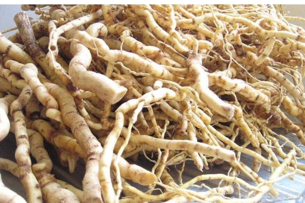 ودّع الضعف! هذه العشبة الأفريقية ستحول حياتك الزوجية إلى جنّة!