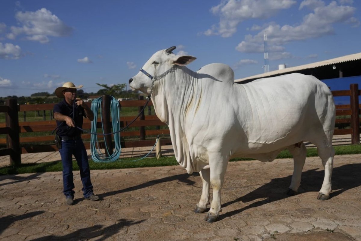 صدمة في الخليج: بقرة سعودية تُباع بسعر "فيراري" في مزاد خيالي!