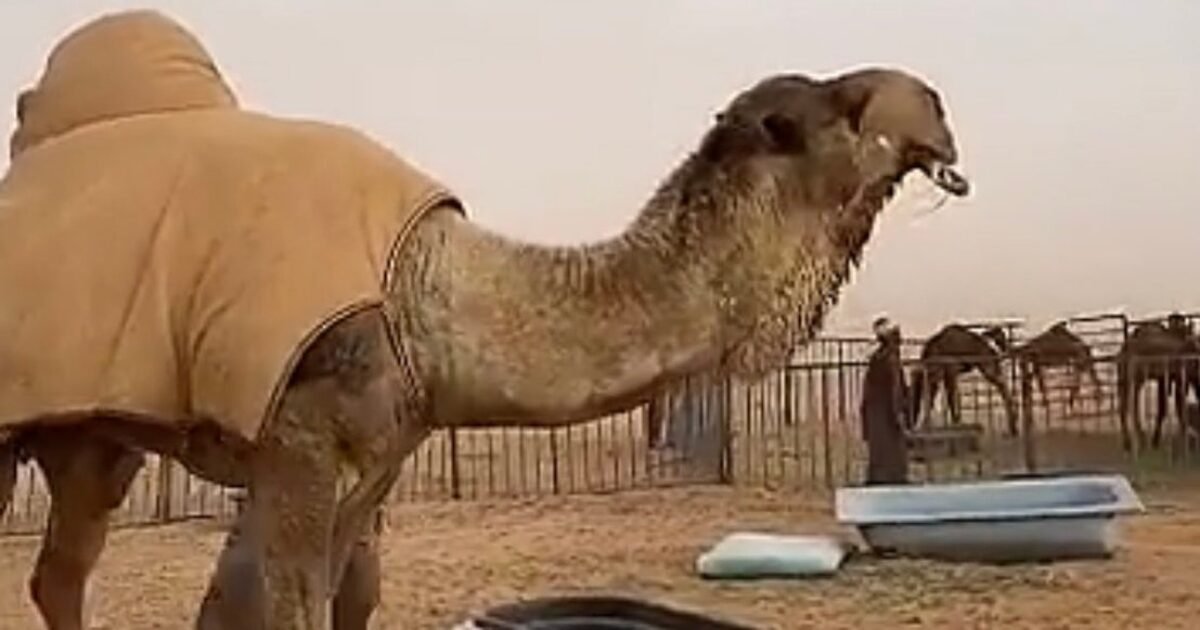 أغلى جمل في التاريخ يشعل السعودية والخليج: شكله أغرب مما تتخيل!
