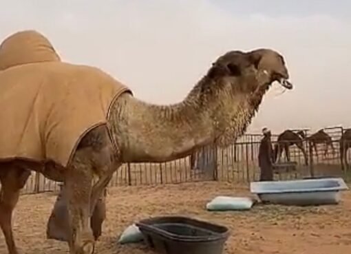 جمل بـ200 مليون ريال يدخل موسوعة غينيس كأغلى حيوان في العالم