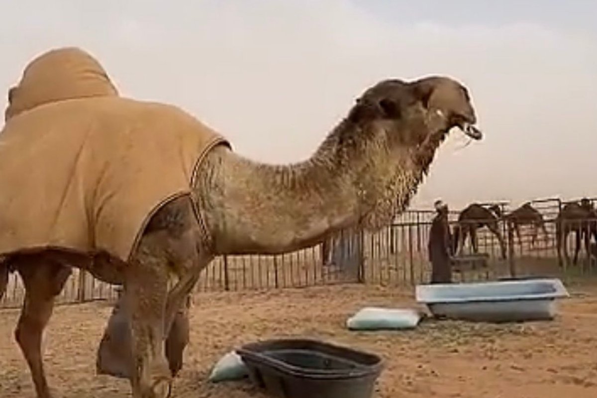 جمل بـ200 مليون ريال يدخل موسوعة غينيس كأغلى حيوان في العالم