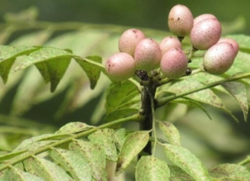 سرّ الطبيعة: عشبة جبلية نادرة تُحدث ثورة في علاج السكري.. أقوى من الانسولين!