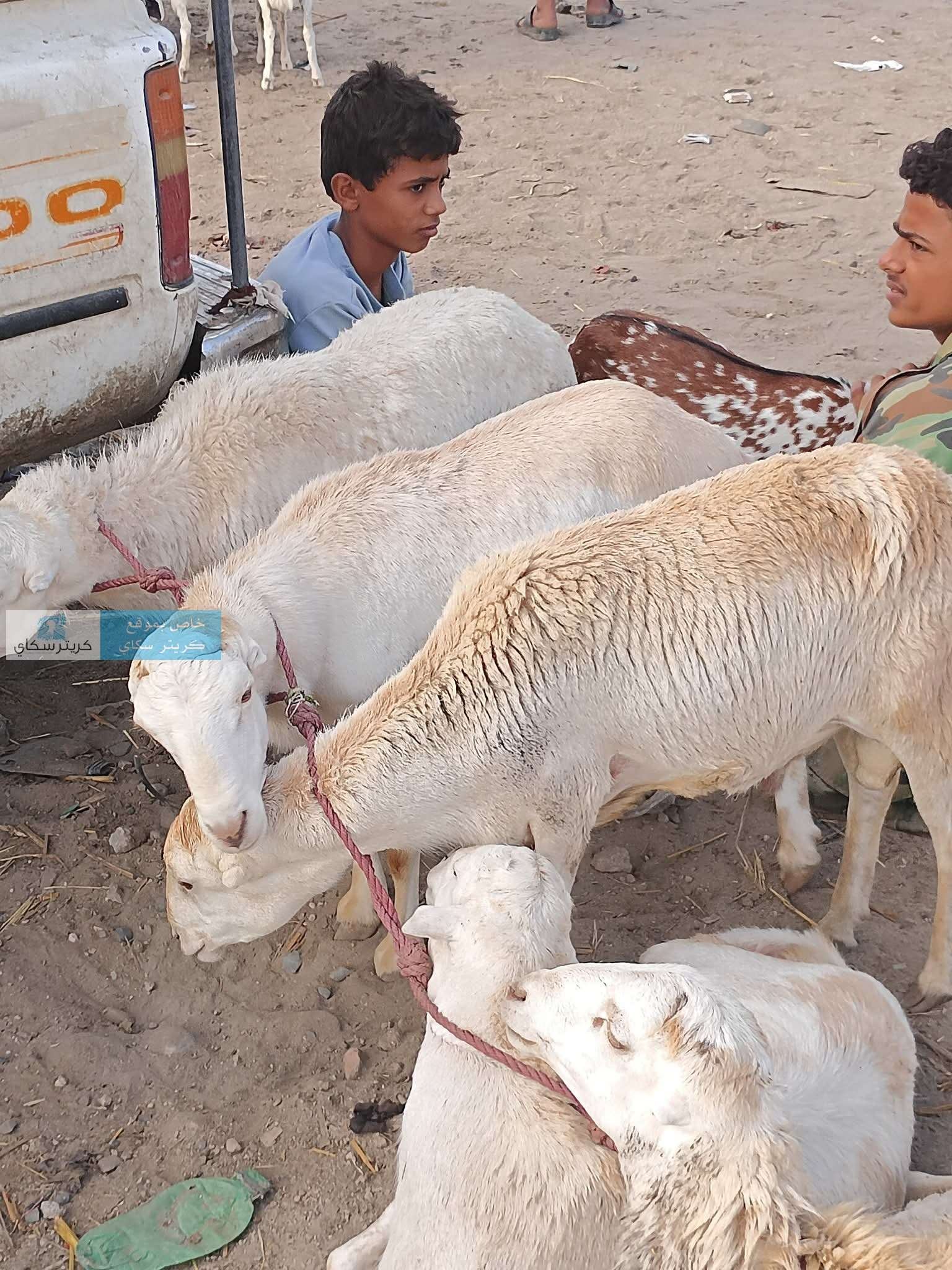 أسعار الأضاحي تهبط.. هل يشهد السوق مزيدًا من التراجع قبيل العيد؟