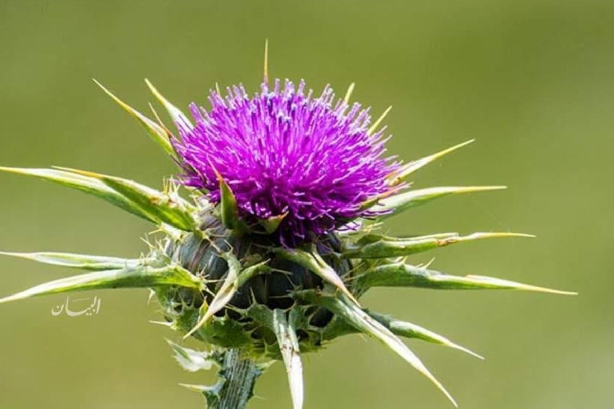 اكتشاف مذهل: نبات طبيعي يعيد الحياة للأنسجة العصبية!