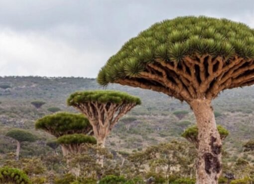 تقرير أمريكي  يكشف المستور عما تتعرض له جزيرة سقطرى اليمنية تقرير أمريكي  يكشف المستور عما تتعرض له جزيرة سقطرى اليمنية