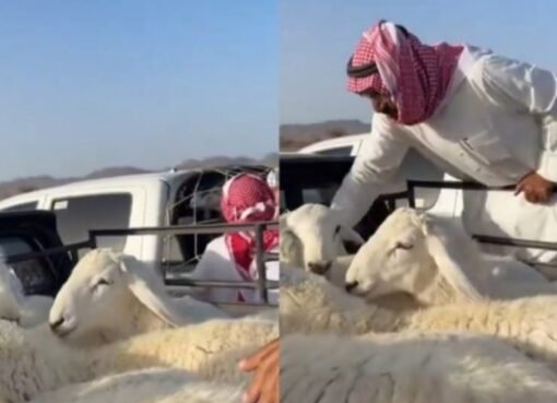 أسعار الأضاحي في السعودية تهوي إلى مستويات قياسية… ما الذي يحدث في الأسواق؟