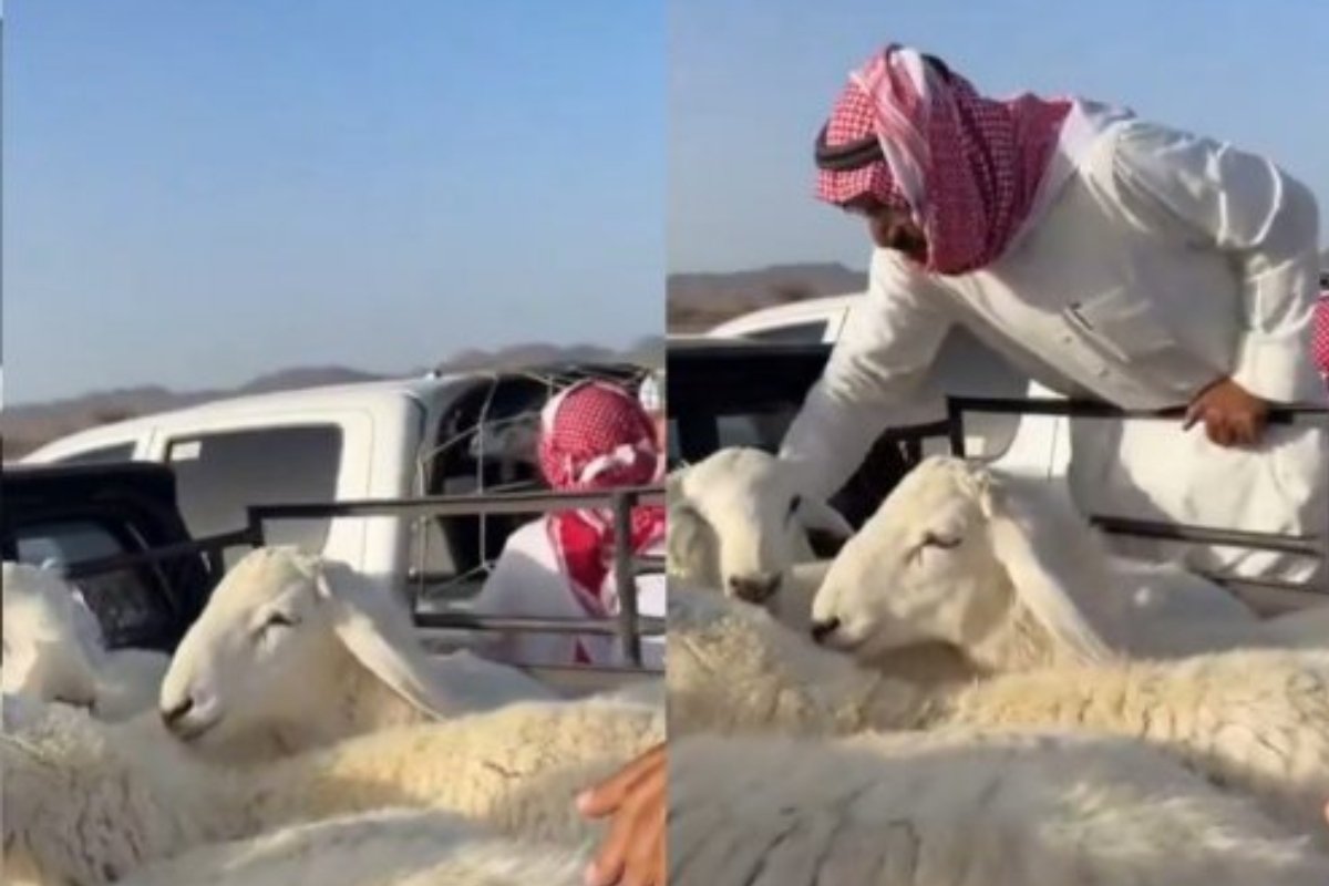 أسعار الأضاحي في السعودية تهوي إلى مستويات قياسية… ما الذي يحدث في الأسواق؟