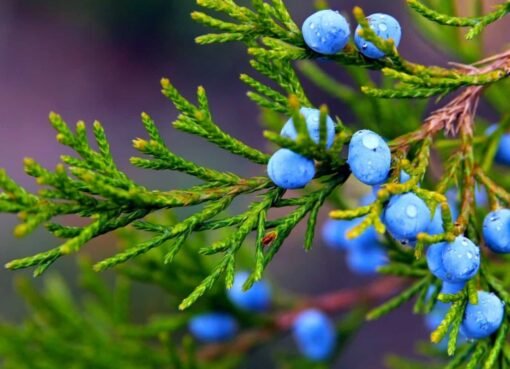 اكتشف السر الطبيعي الذي يُعيد إحياء الكبد، يقضي على الكوليسترول ويُنهي معاناتك مع السعال والزكام!