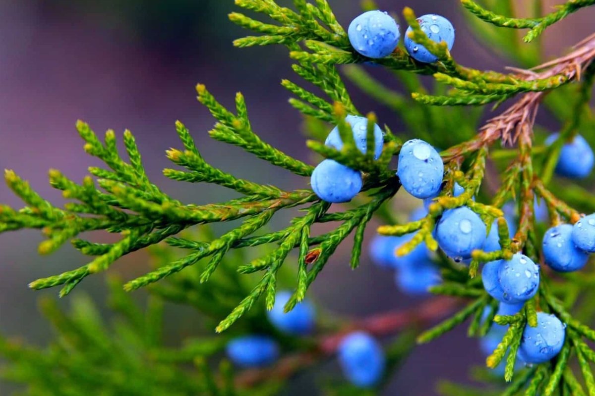 اكتشف السر الطبيعي الذي يُعيد إحياء الكبد، يقضي على الكوليسترول ويُنهي معاناتك مع السعال والزكام!