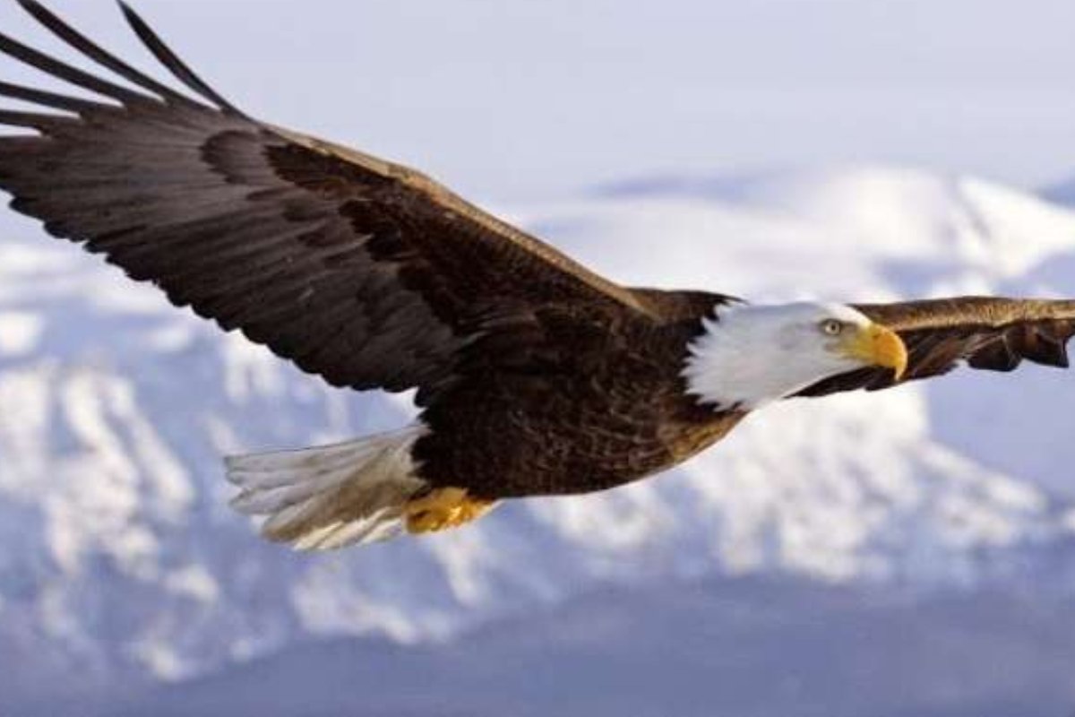 ثروة في سماء المملكة: نسر أسطوري نادر يُسجل ظهوره الأول ويُقدر بالملايين!