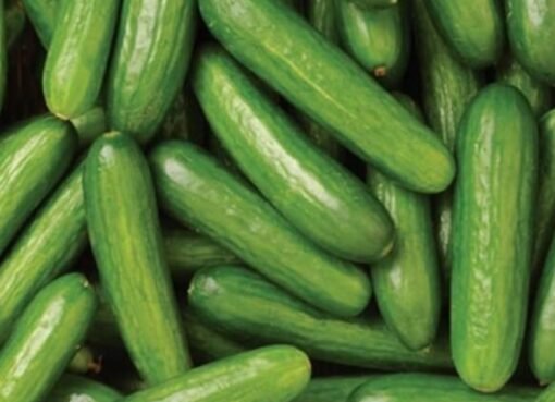 خطر في طبقك: بائع خضار يحذر من سم قاتل في الخيار