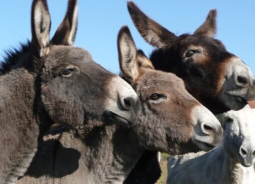 فضيحة تهز الأسواق.. لحوم خيول وحمير تُباع على أنها بقر!