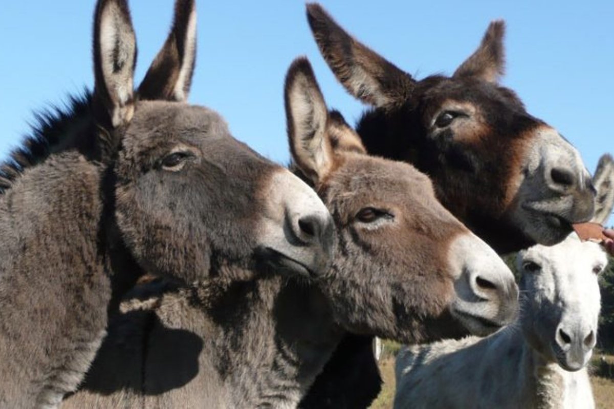 فضيحة تهز الأسواق.. لحوم خيول وحمير تُباع على أنها بقر!