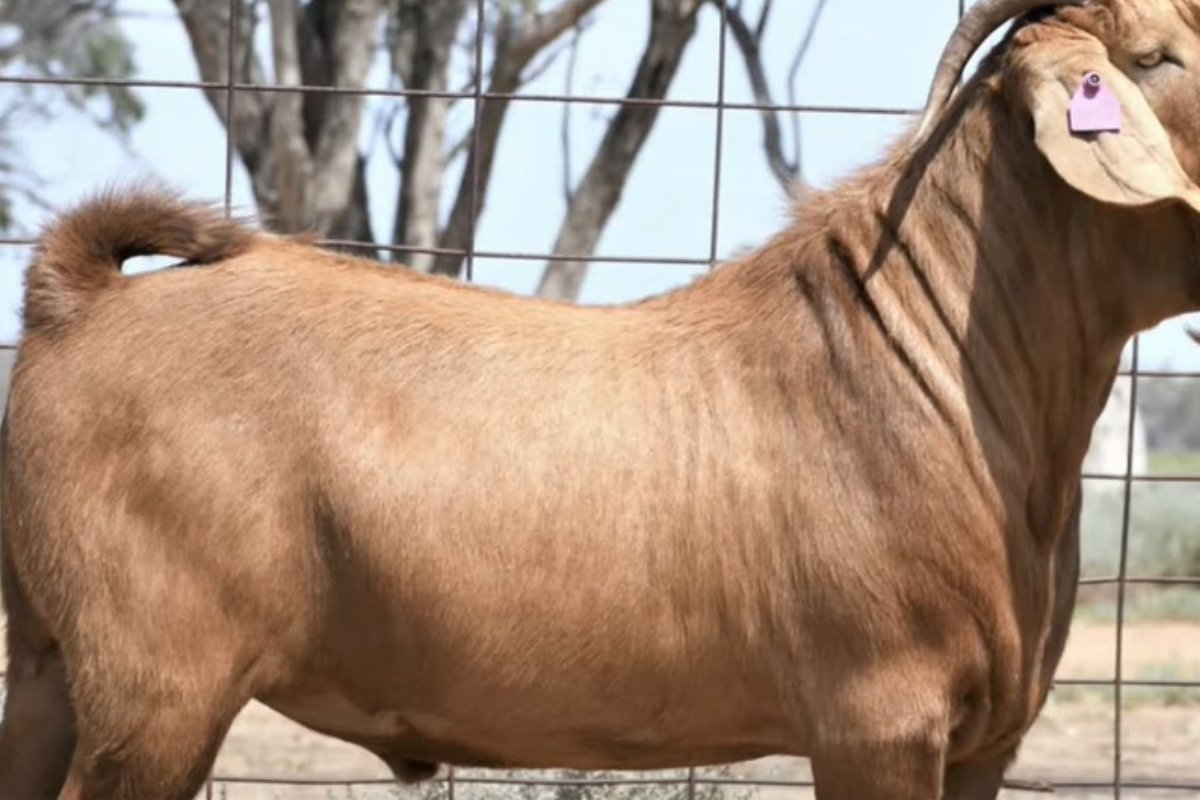 رقم فلكي: أغلى رأس ماعز في السعودية لعام 1446.. تعرف على نوعه وسر سعره الخرافي!