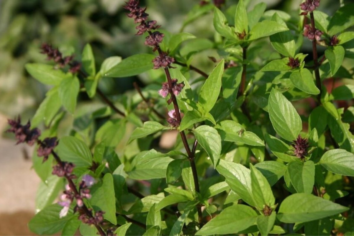 كشفت تقارير طبية أن عشبة الريحان، التي تُعد من أرخص النباتات الخضراء وأكثرها شيوعاً، تحمل فوائد صحية هائلة أبرزها خفض ضغط الدم والوقاية من السرطان. الحماية من أمراض مزمنة وبحسب تقرير نشرته صحيفة Metro البريطانية، أكد أطباء وأخصائيو تغذية أن الريحان يحتوي على عناصر غذائية ومركبات قادرة على حماية الجسم من أمراض مزمنة مثل السرطان، السكري، أمراض القلب والتهاب المفاصل. خصائص مضادة للبكتيريا وقالت أخصائية التغذية في عيادة كليفلاند، جيليان كولبيرتسون، إن الريحان يتميز بخصائص مضادة للبكتيريا والالتهابات، وقد يُساهم أيضاً في تعزيز الصحة النفسية. كما أشارت إلى أن العشبة تحتوي على مادة الأوجينول التي تساعد في خفض ضغط الدم عبر إرخاء الأوعية الدموية. خفض ضغط الدم ويُستخدم الريحان منذ مئات السنين في الطب التقليدي الصيني لعلاج أمراض القلب والأوعية الدموية، فيما أظهرت الدراسات على الحيوانات فعاليته في خفض ضغط الدم المرتفع