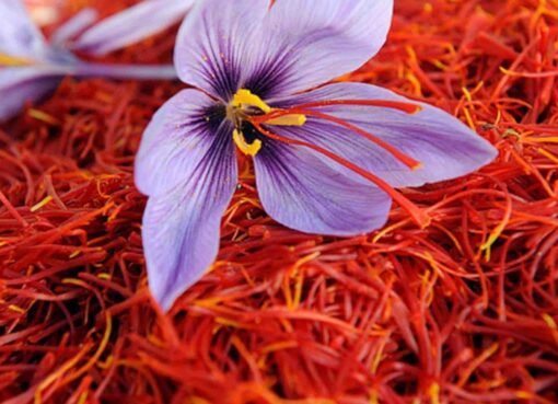 الذهب الأحمر ينمو في أرض المملكة: قصة نجاح زراعي برؤية 2030