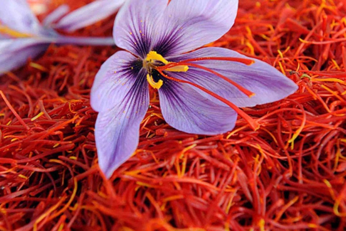 الذهب الأحمر ينمو في أرض المملكة: قصة نجاح زراعي برؤية 2030