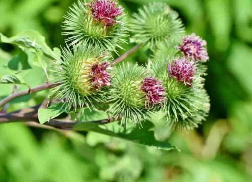 لا تتركه: هذا النبات النادر يُعد أثمن من الألماس.. تعرف عليه!