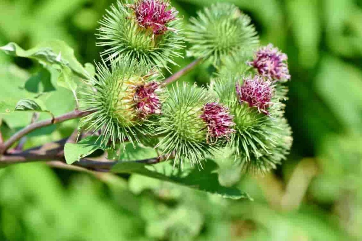 لا تتركه: هذا النبات النادر يُعد أثمن من الألماس.. تعرف عليه!