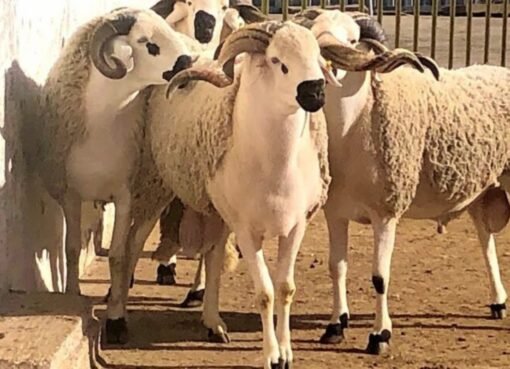 ثروة حيوانية ضخمة: دولة عربية تبرز ضمن أكبر 10 دول تمتلك أغنامًا وماشية حية في العالم