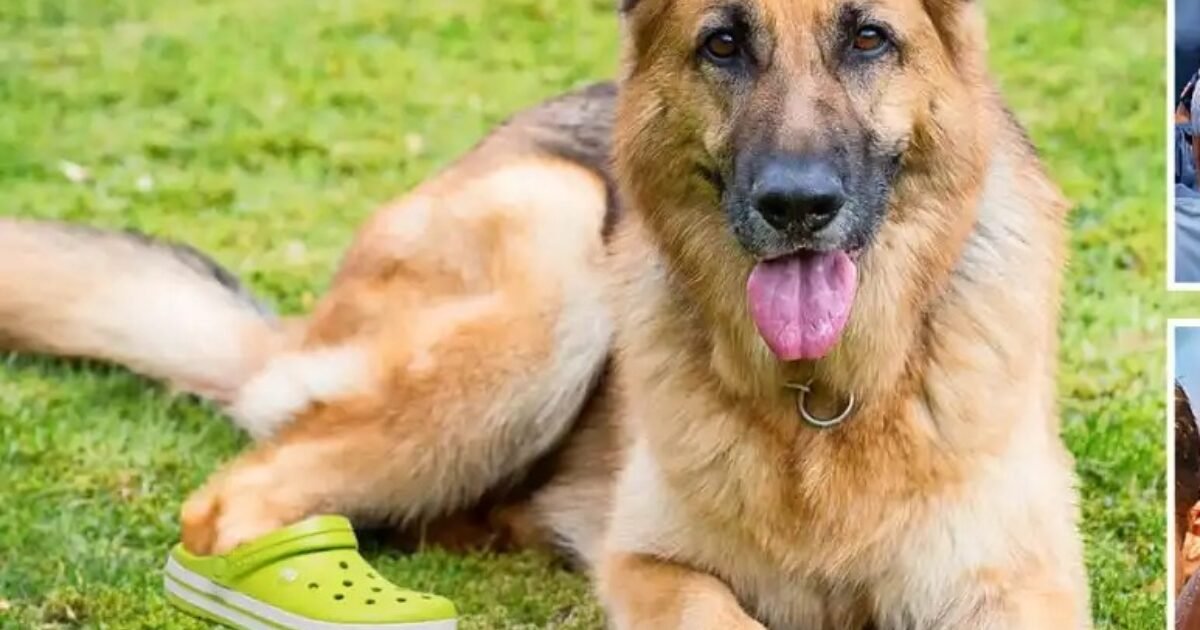 كلاب بوليسية بالأحذية… مشهد غير مألوف في ملاعب كأس العالم!