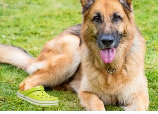 كلاب بوليسية بالأحذية… مشهد غير مألوف في ملاعب كأس العالم!