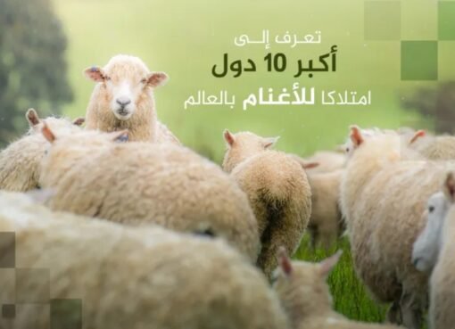 أكبر 10 دول في امتلاك الأغنام عالميًا.. بلد عربي في القائمة