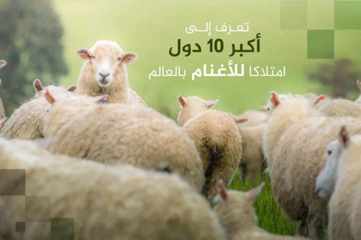 أكبر 10 دول في امتلاك الأغنام عالميًا.. بلد عربي في القائمة