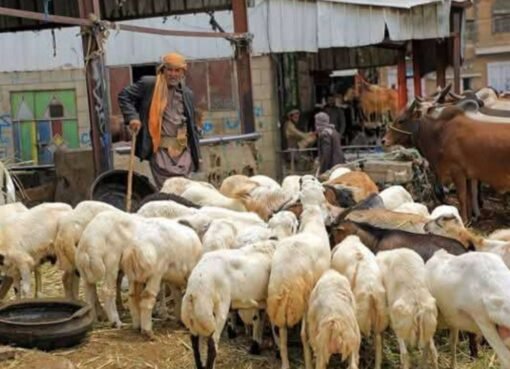 ثروة حيوانية ضخمة: دولة عربية تبرز ضمن أكبر 10 دول تمتلك أغنامًا وماشية حية في العالم