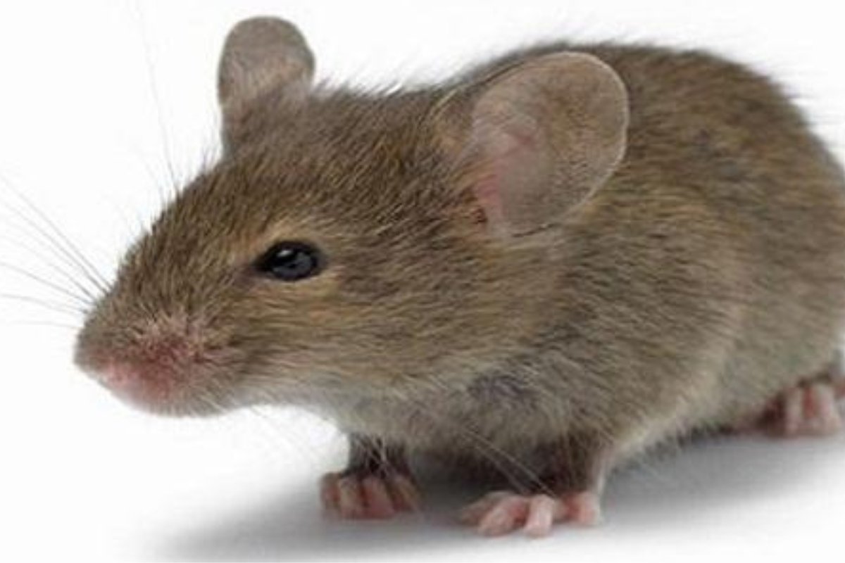 الحل الآمن لطرد الفئران: عشبة واحدة تغنيك عن المصائد والسموم!