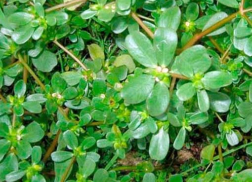 نبتة تنمو في الحقول تكشف عن خصائص مذهلة في مقاومة السرطان وتحسين الصحة العامة