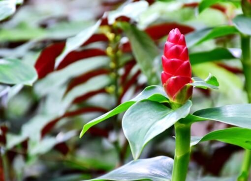 اكتشاف طبي مثير: عشبة شتوية "سحرية" تقضي على الأورام السرطانية تمامًا!