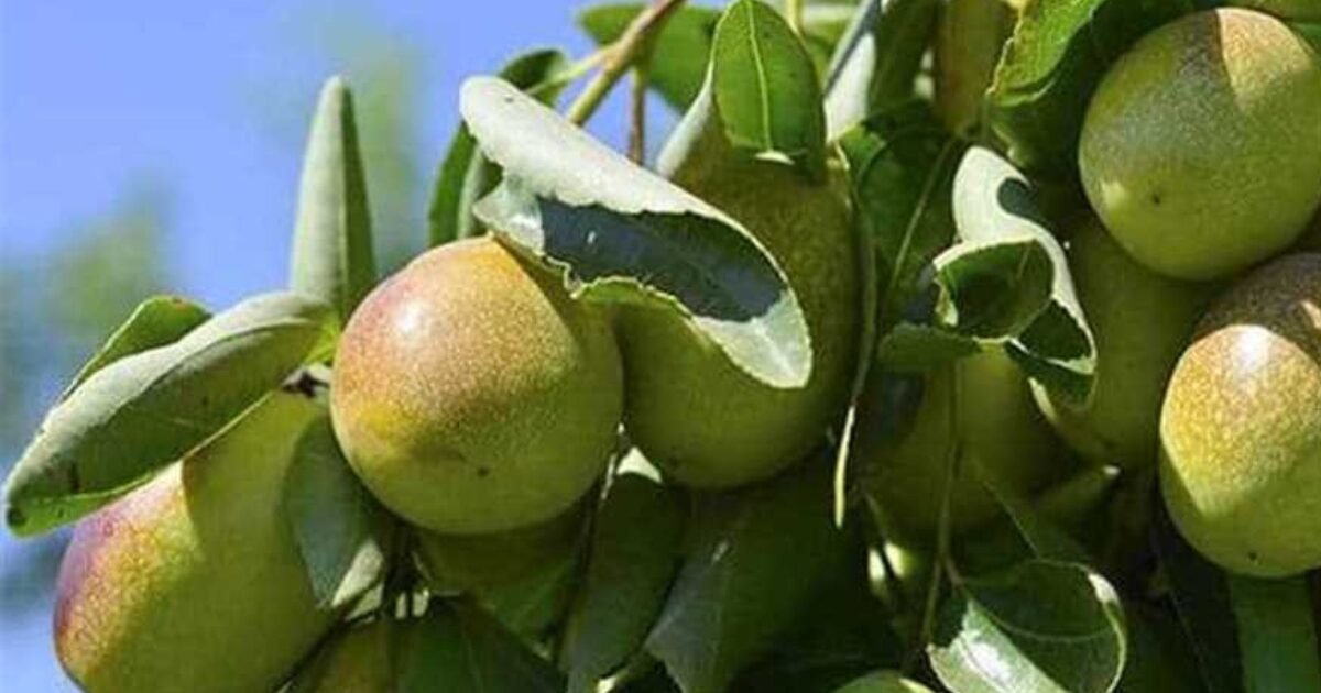 مشروع العمر يبدأ من البلكونة.. نبتة نادرة تدر ذهبًا بزراعة بسيطة!