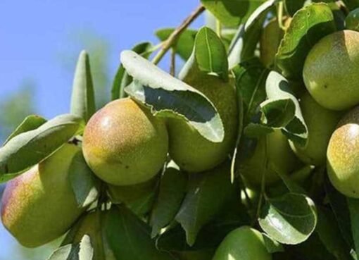 مشروع العمر يبدأ من البلكونة.. نبتة نادرة تدر ذهبًا بزراعة بسيطة!