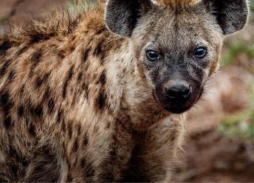 حيوان يُرعب الكلاب ويُستخدم في الشعوذة.. دفنه لا يتم إلا بإجراءات أمنية مشددة