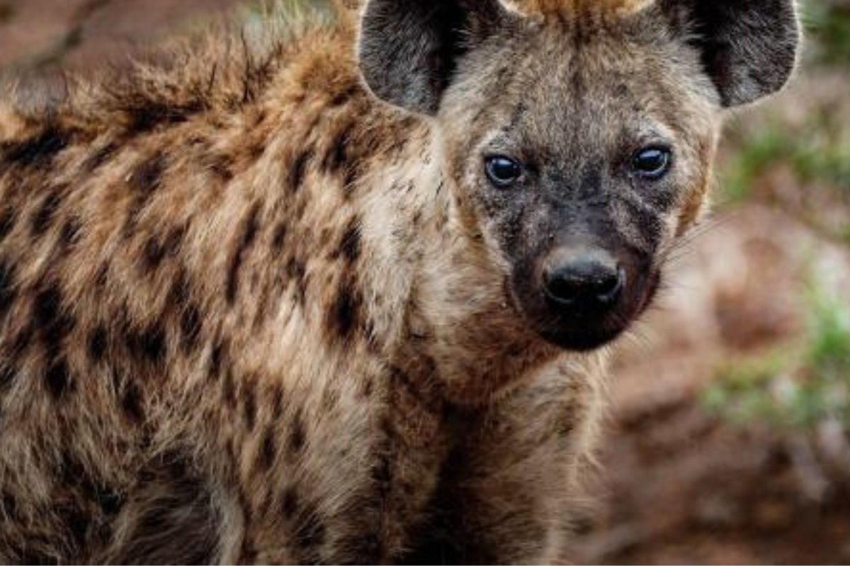 حيوان يُرعب الكلاب ويُستخدم في الشعوذة.. دفنه لا يتم إلا بإجراءات أمنية مشددة