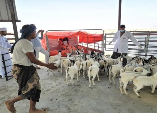 لأول مرة.. شحنة مواشي يمنية تغادر إلى هذه الدولة الخليجية
