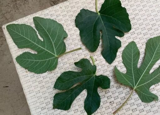 «اشرب مغلي أوراق التين قبل النوم»… وبعد 7 أيام هذا ما سوف يحدث لجسمك وفق أحدث الدراسات العلمية