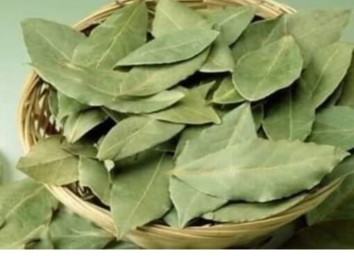 ورقة واحدة تغيّر حياتك.. استخدامات مذهلة لورق الغار لا يعرفها الكثيرون ورقة واحدة تغيّر حياتك.. استخدامات مذهلة لورق الغار لا يعرفها الكثيرون