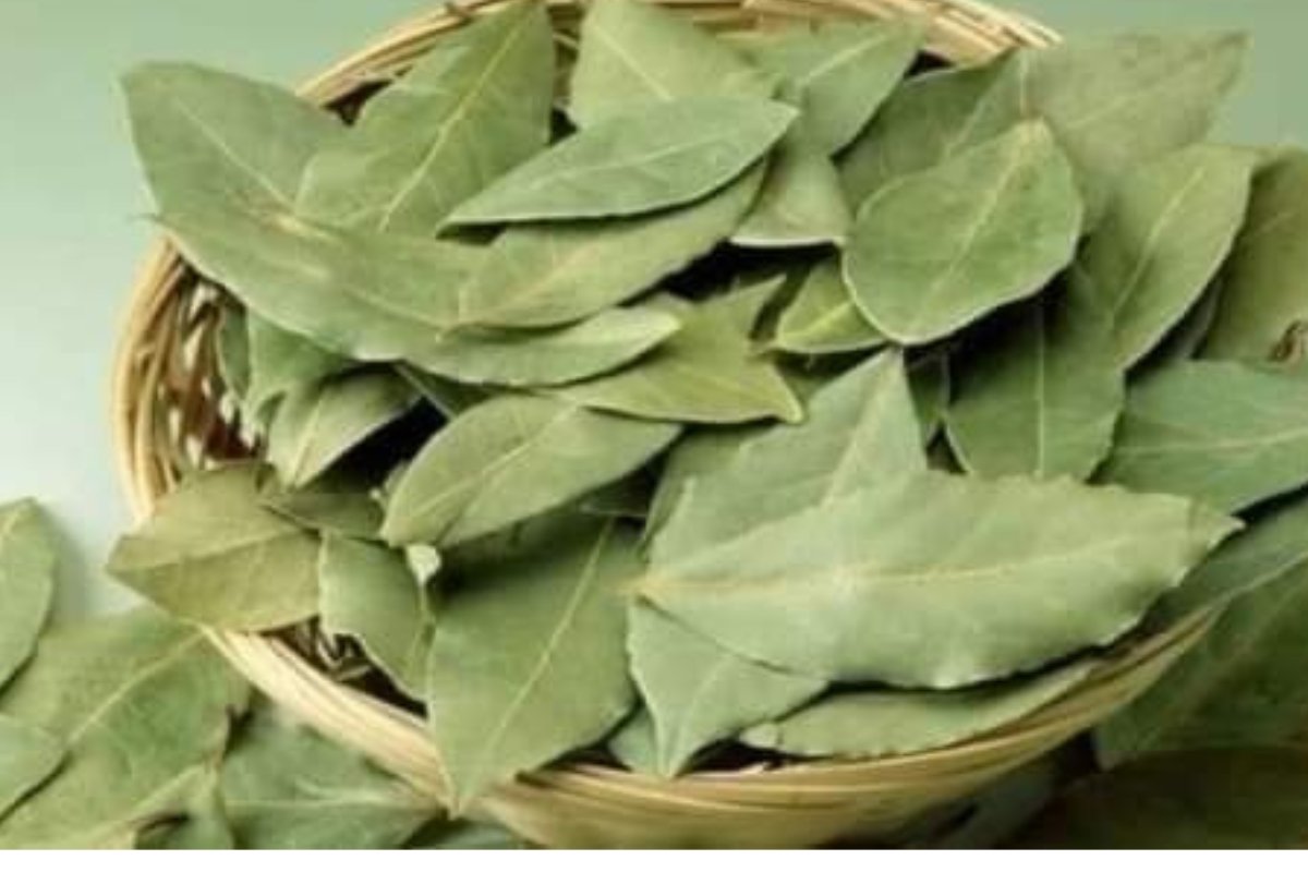 ورقة واحدة تغيّر حياتك.. استخدامات مذهلة لورق الغار لا يعرفها الكثيرون