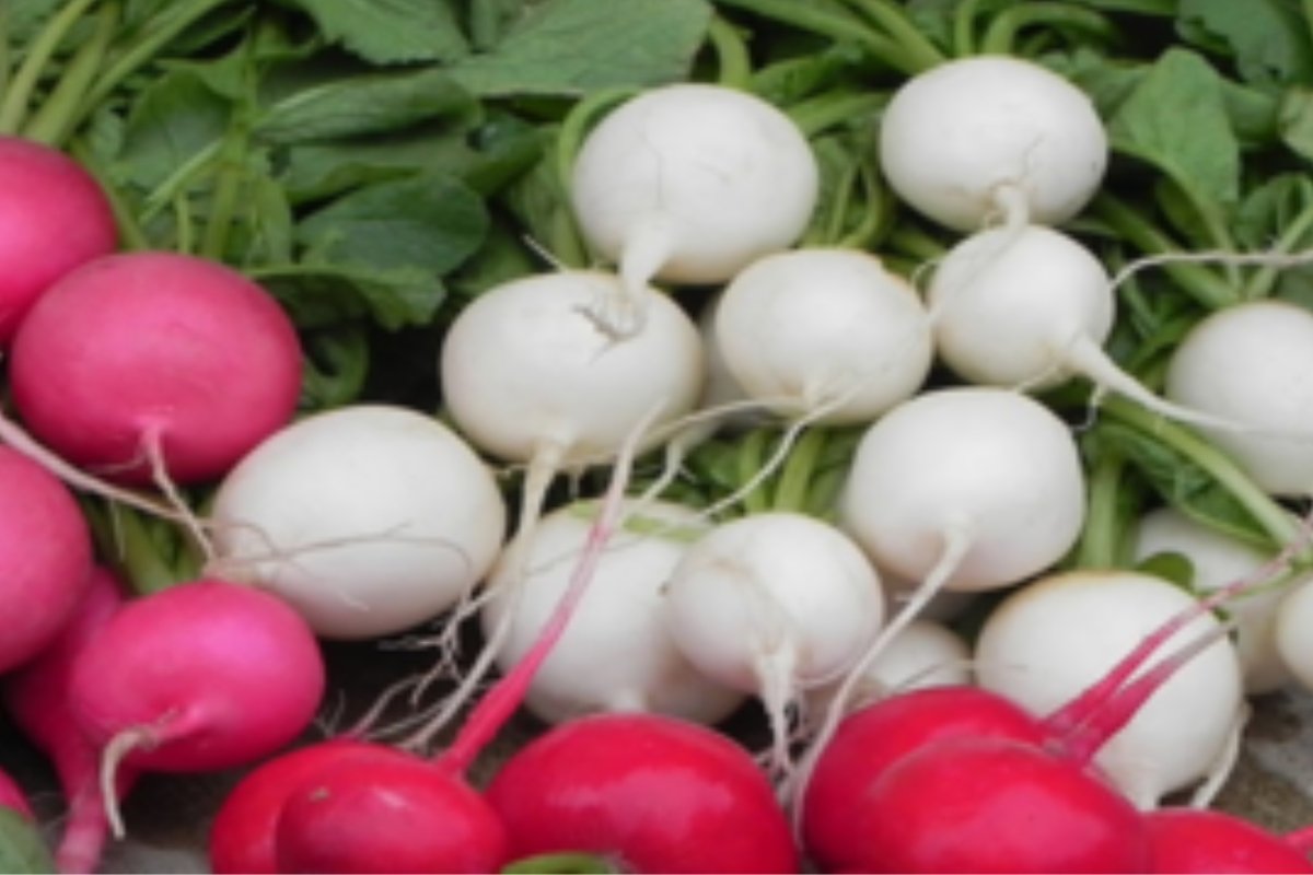 الفجل يوميًا: مفاجآت صحية لم تكن تعرفها!