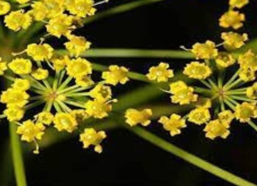 عشبة نادرة من السعودية تثبت فعاليتها في علاج الالتهابات والمشاكل الهضمية