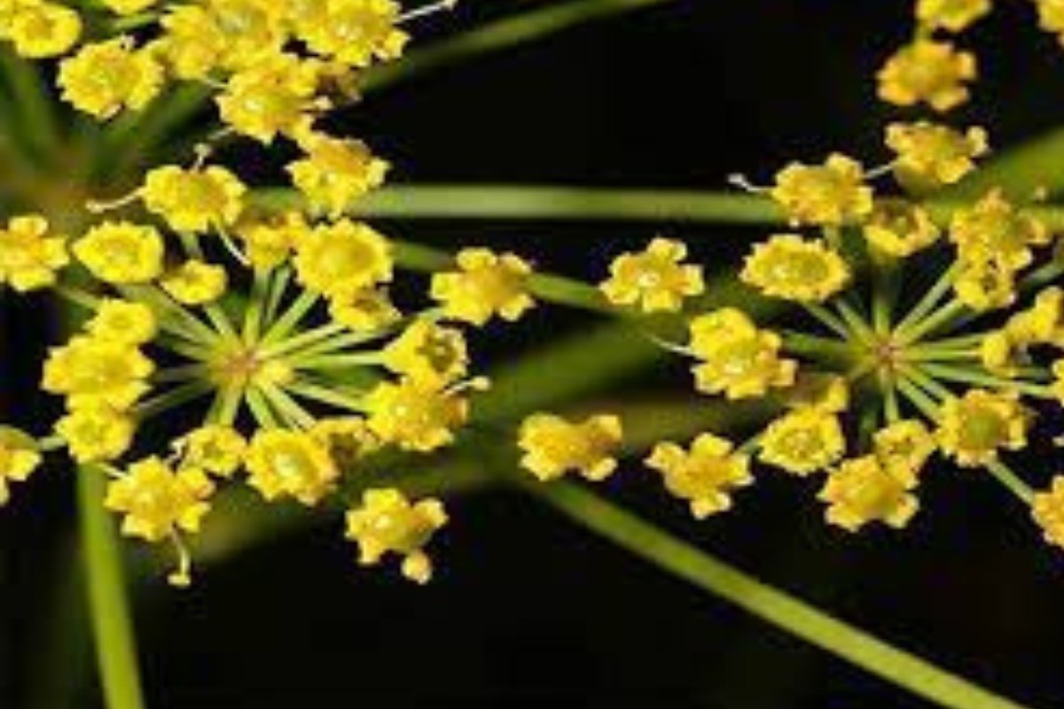 عشبة نادرة من السعودية تثبت فعاليتها في علاج الالتهابات والمشاكل الهضمية