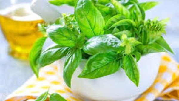 عشبة خارقة بسعر زهيد.. الريحان يثبت فعاليته ضد أمراض مزمنة